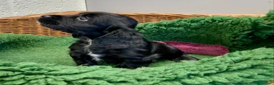 Cocker Spaniel 3