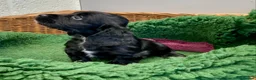 Cocker Spaniel dogs for sale: Cocker Spaniel puppies  - Advert 6