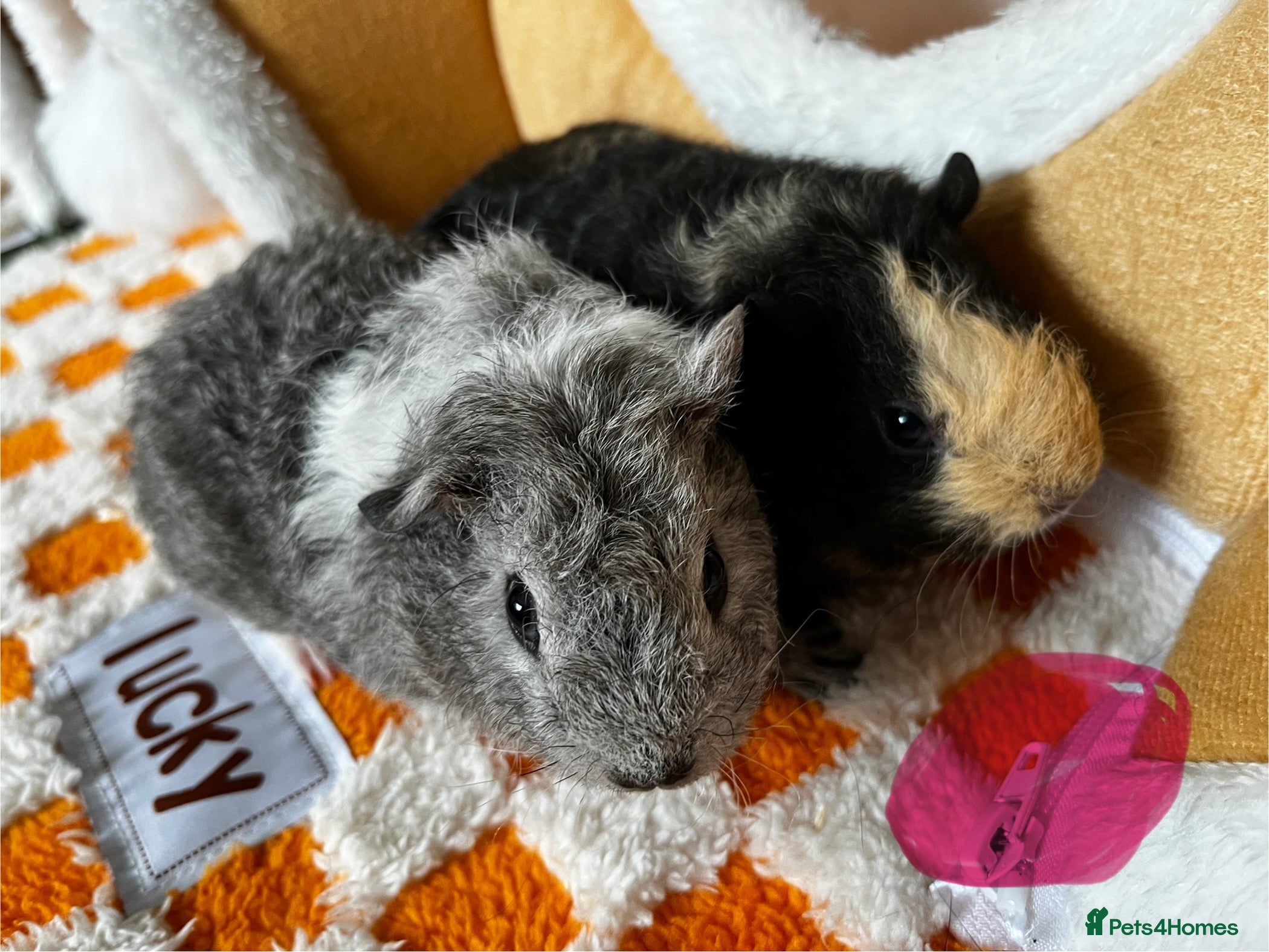Guinea Pig rodents Female & Male Baby Guinea Pigs - Advert 2