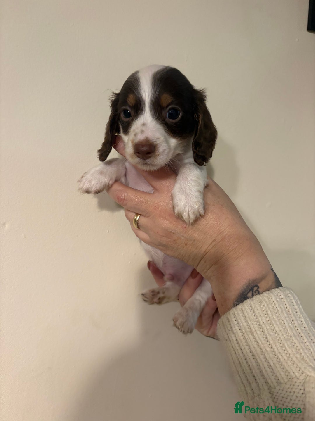 Dachshund dogs for sale: Miniature long haired dachshunds - Advert 6