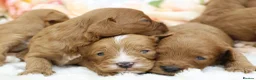 Cavapoo dogs for sale: *HEALTH TESTED* CAVAPOOS - Advert 20