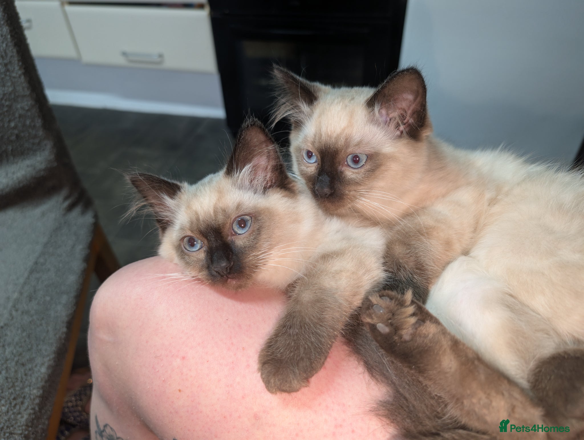 Ragdoll cats Ragdolls - Advert 10