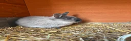 Netherland Dwarf rabbits for sale: Girl Netherland Dwarf - Advert 3