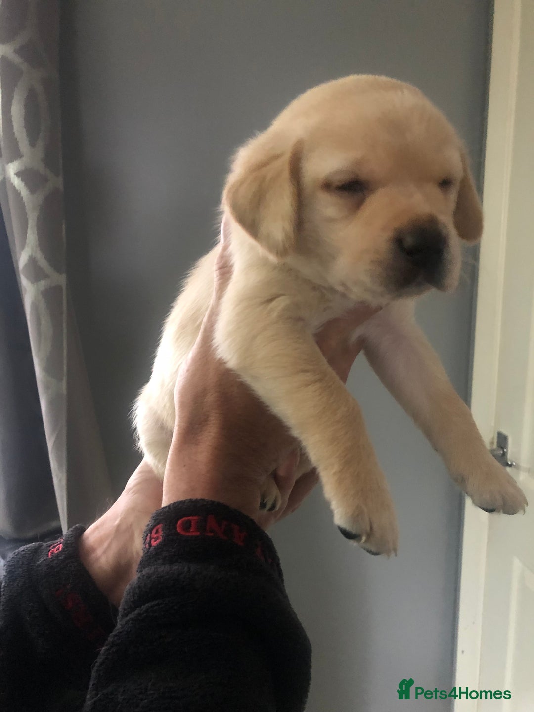 Labrador Retriever dogs for sale: Labrador pups - Advert 23