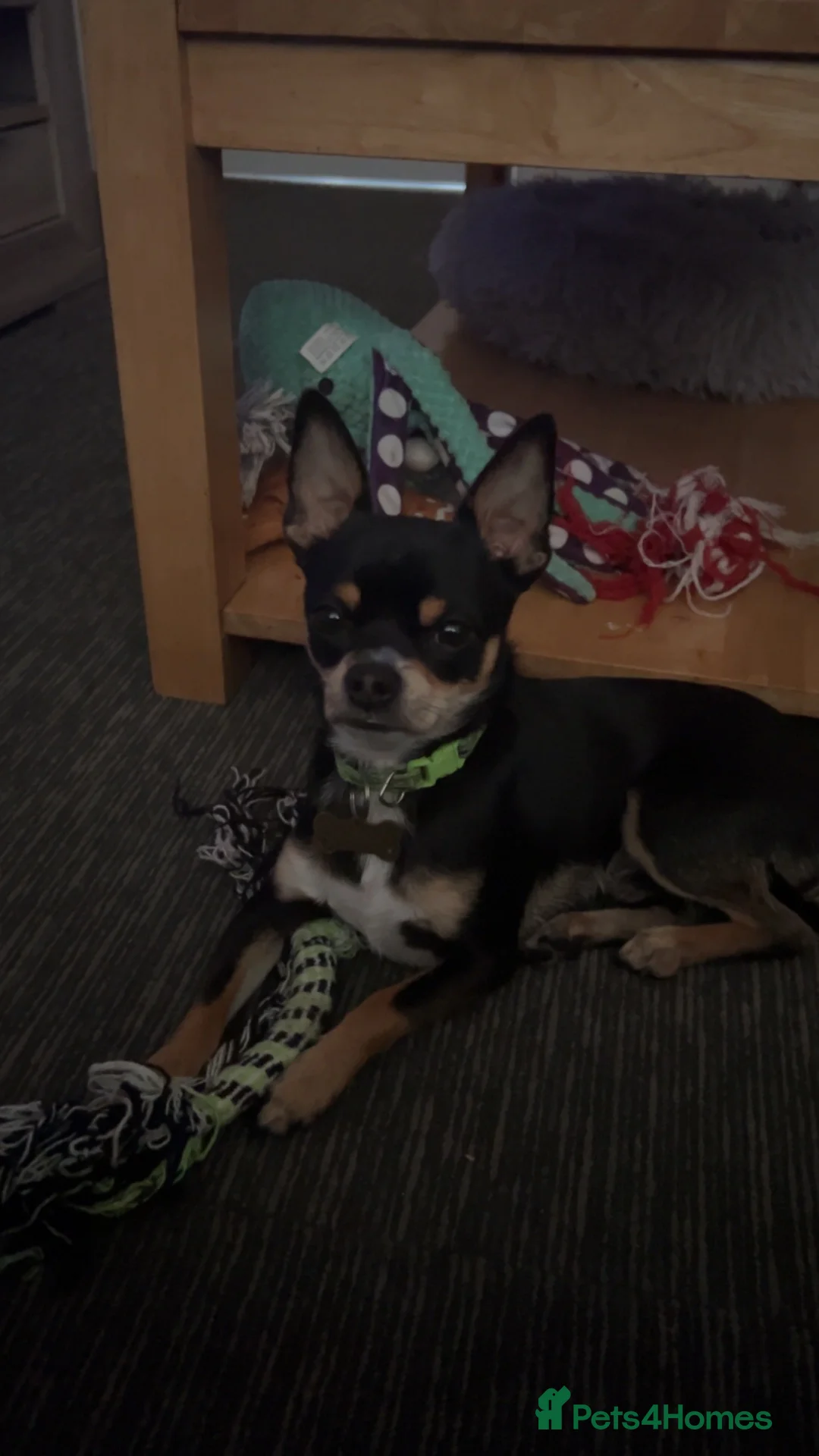 Chihuahua dogs for stud: Gorgeous male dog up for stud  in Cannock - Advert 4