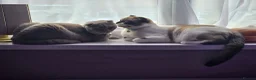 Scottish Fold cats for sale: 4 Beautiful Kittens Ready Soon 🐾 in Worcester - Advert 13