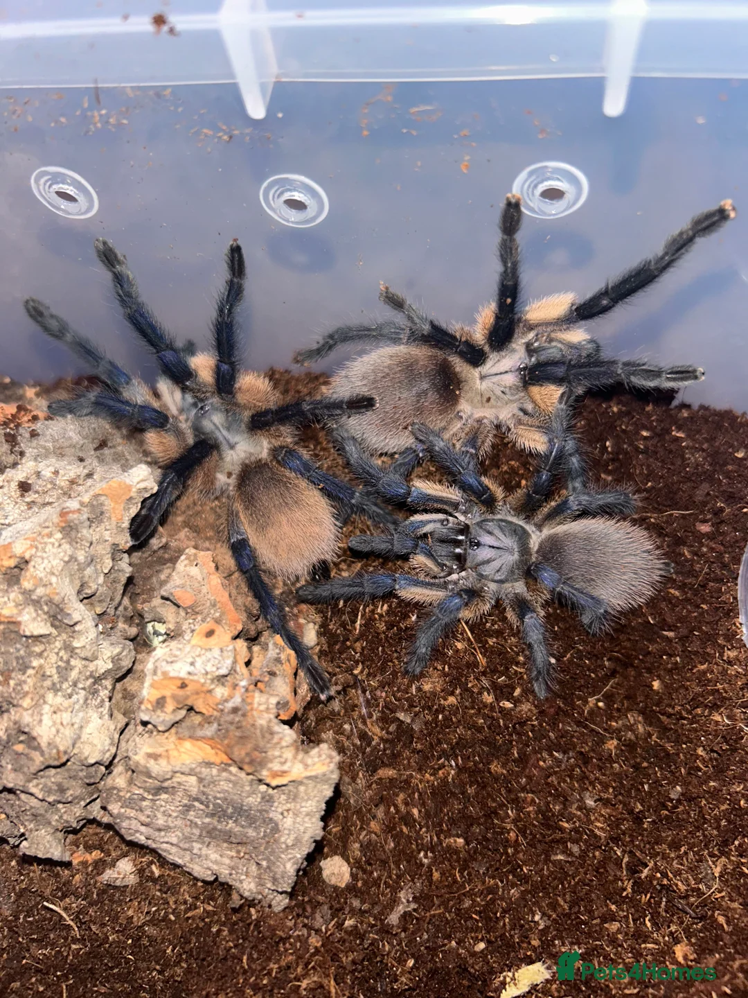 Tarantulas invertebrates for sale: Balfouri communal - Advert 1