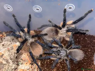 Tarantulas invertebrates Balfouri communal - Advert 5