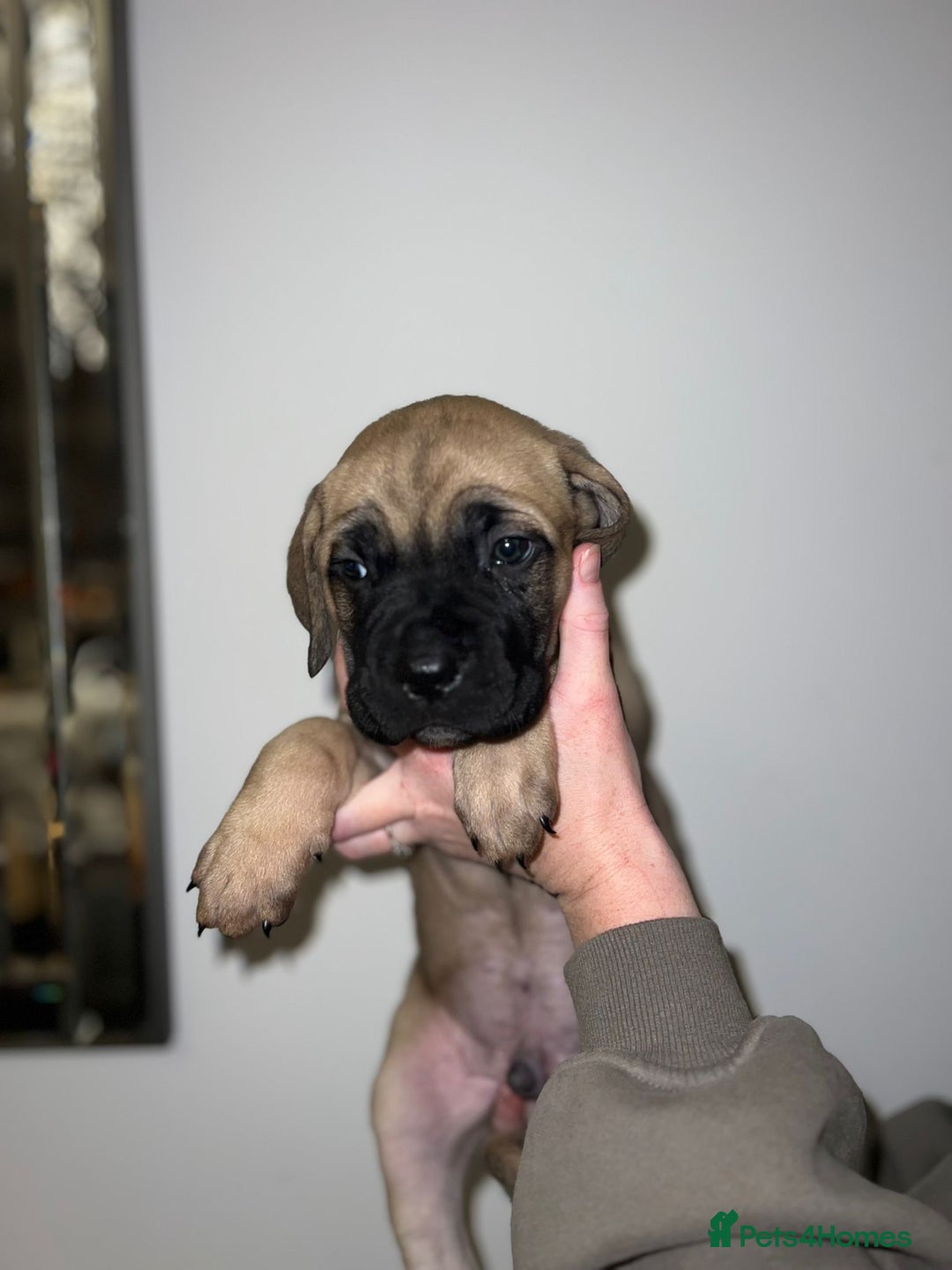 Cane Corso dogs for sale: Cane Corso puppies family reared no expense spared - Advert 18