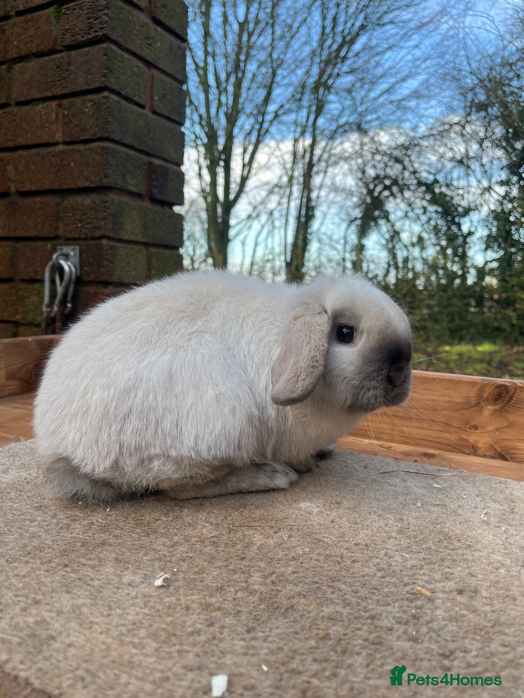 Mini Lop rabbits for sale: Mini lop bucks  - Advert 4