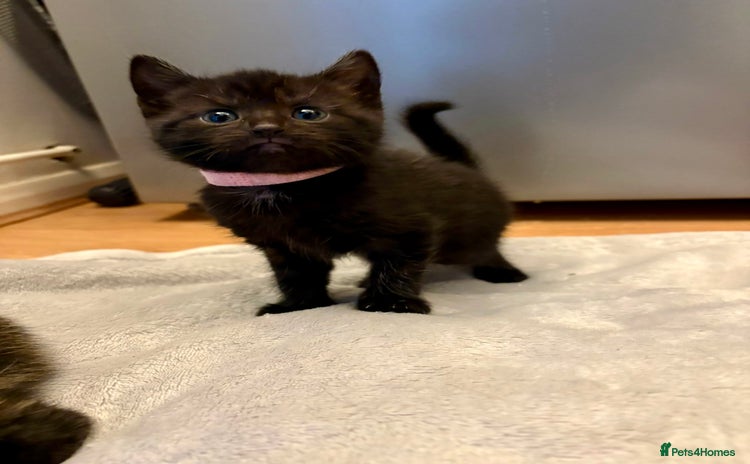 Mixed Breed cats - Advert 12