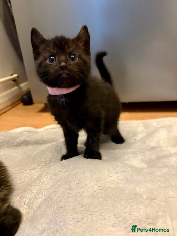 Mixed Breed cats - Advert 12