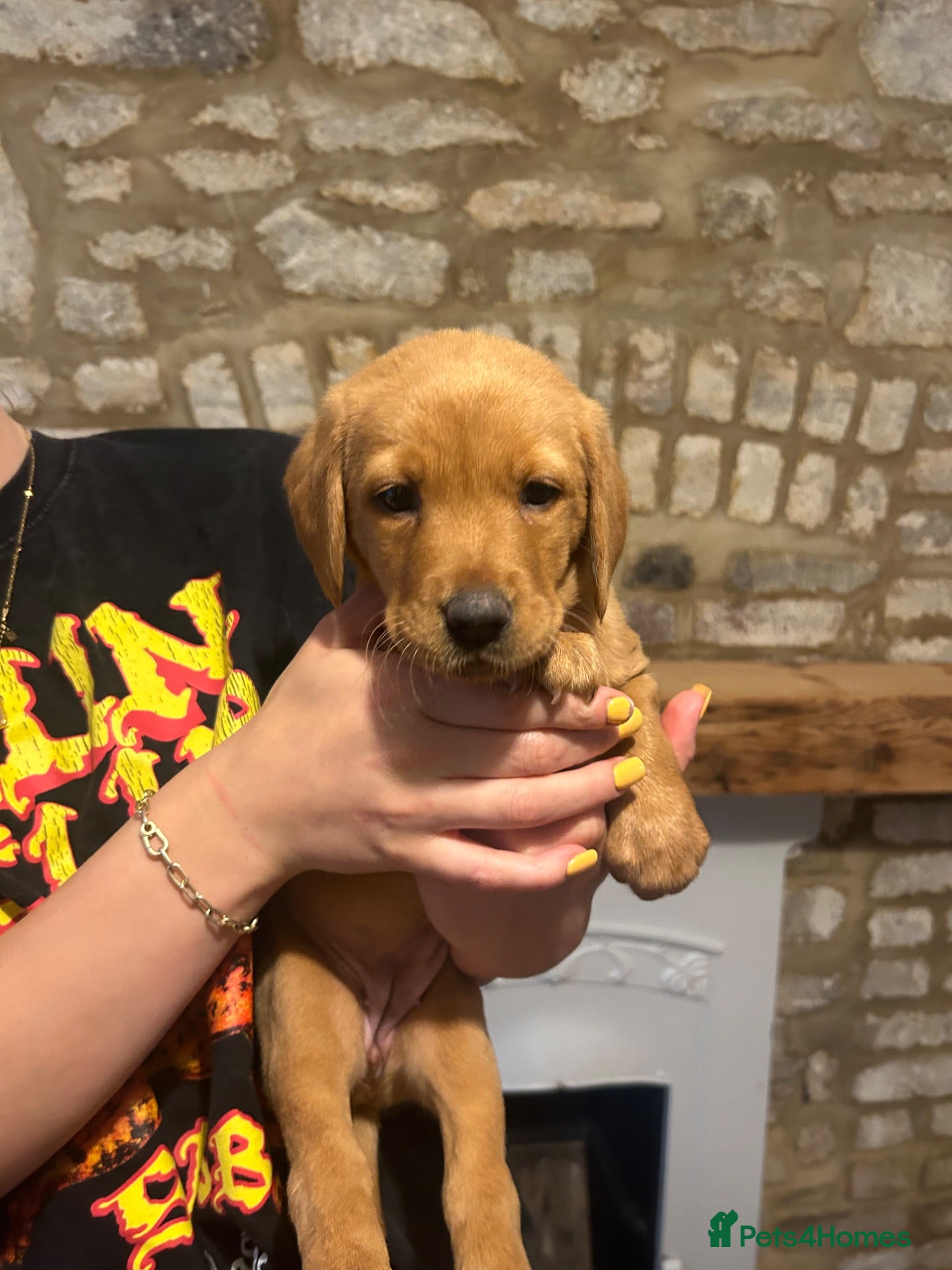 Labrador Retriever dogs READY NOW one gorgeous girl left!  - Advert 5
