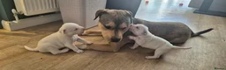 Mixed Breed dogs for sale: Beautiful Staffy x pups - friendly and healthy - Advert 27