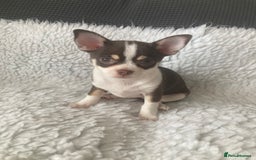 Chihuahua dogs for sale: ❤️ STUNNING KC QUALITY GIRL PUPPY ❤️  in Grimsby - Image 1