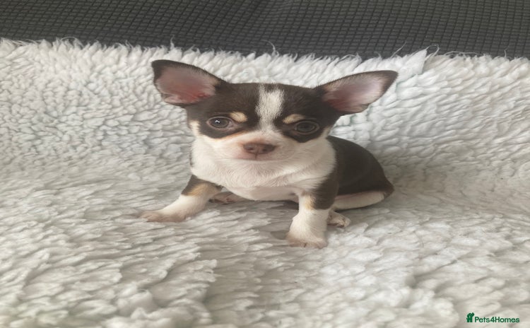 Chihuahua dogs in Grimsby - Advert 2