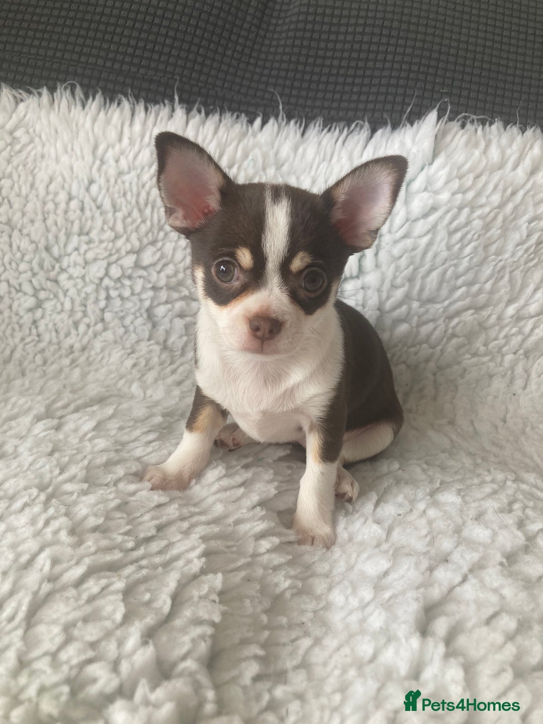 Chihuahua dogs for sale: ❤️ STUNNING KC QUALITY GIRL PUPPY ❤️  in Grimsby - Image 1