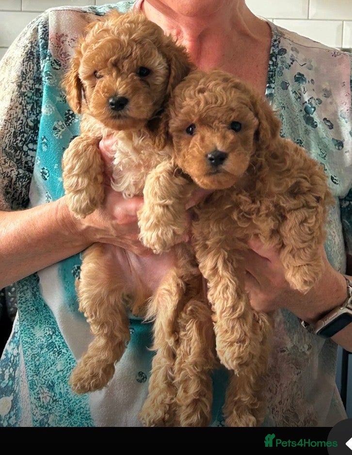 Toy Poodle dogs KC healthy toy poodles  - Advert 1