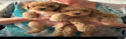 Toy Poodle dogs for sale: Ready now 🏡🐩❤️ 2x gorgeous toy poodle BOYS - Advert 2