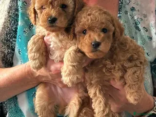 Toy Poodle dogs KC healthy toy poodles - Advert 11