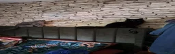 Mixed Breed cats for sale: Adorable British long hair Cross Kittens  in Northwich - Advert 2