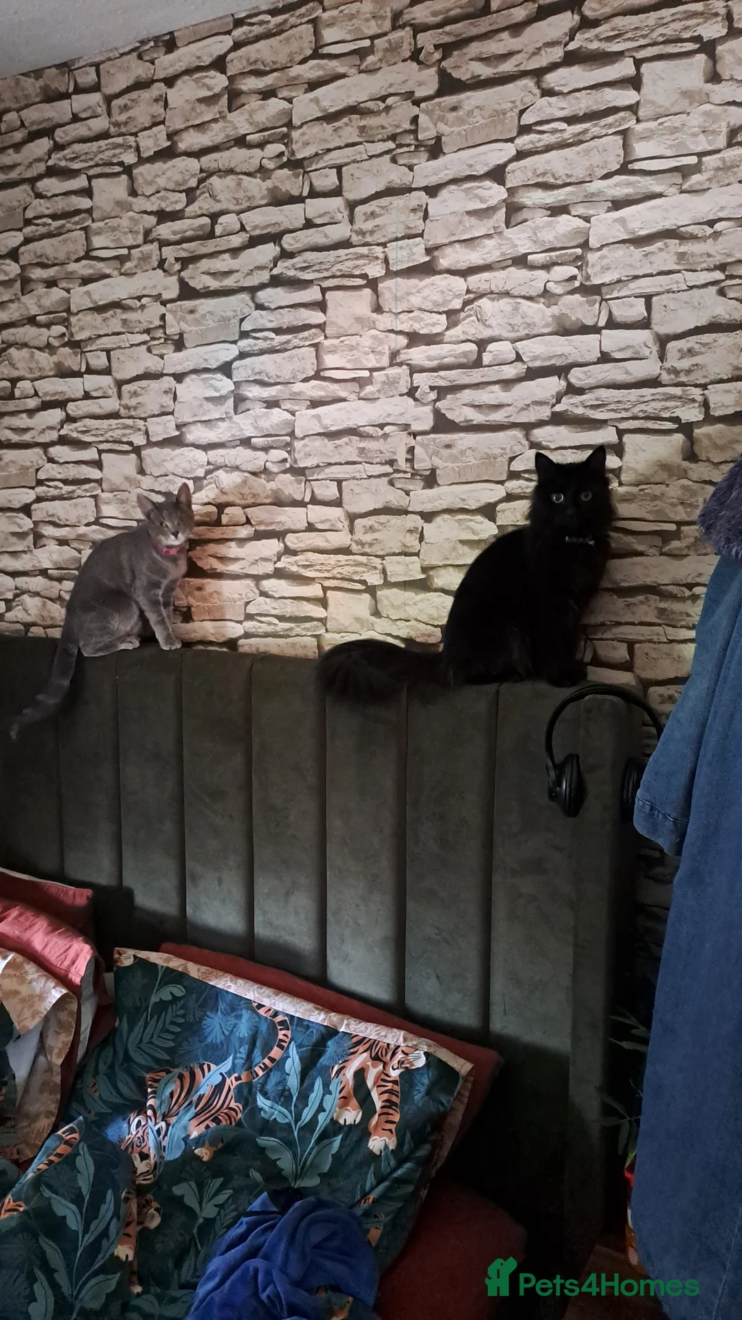 Mixed Breed cats for sale: Adorable British long hair Cross Kittens  in Northwich - Advert 2