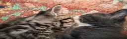 Mixed Breed cats for sale: Gorgeous grey/black tabby & grey girl kittens - Advert 10