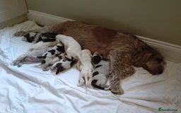 Italian Spinone dogs for sale: A beautiful litter of Italian Spinones  - Image 14