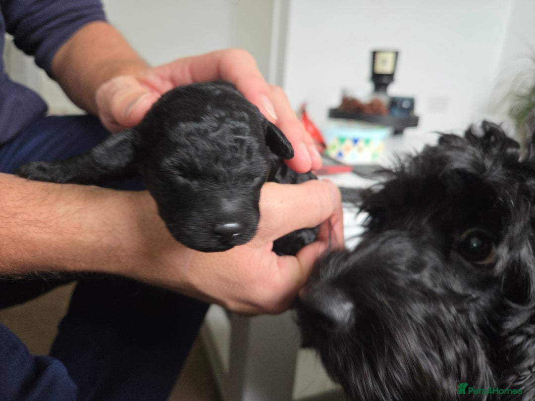 Cockapoo dogs for sale: Cockapoo Puppies  - Advert 9