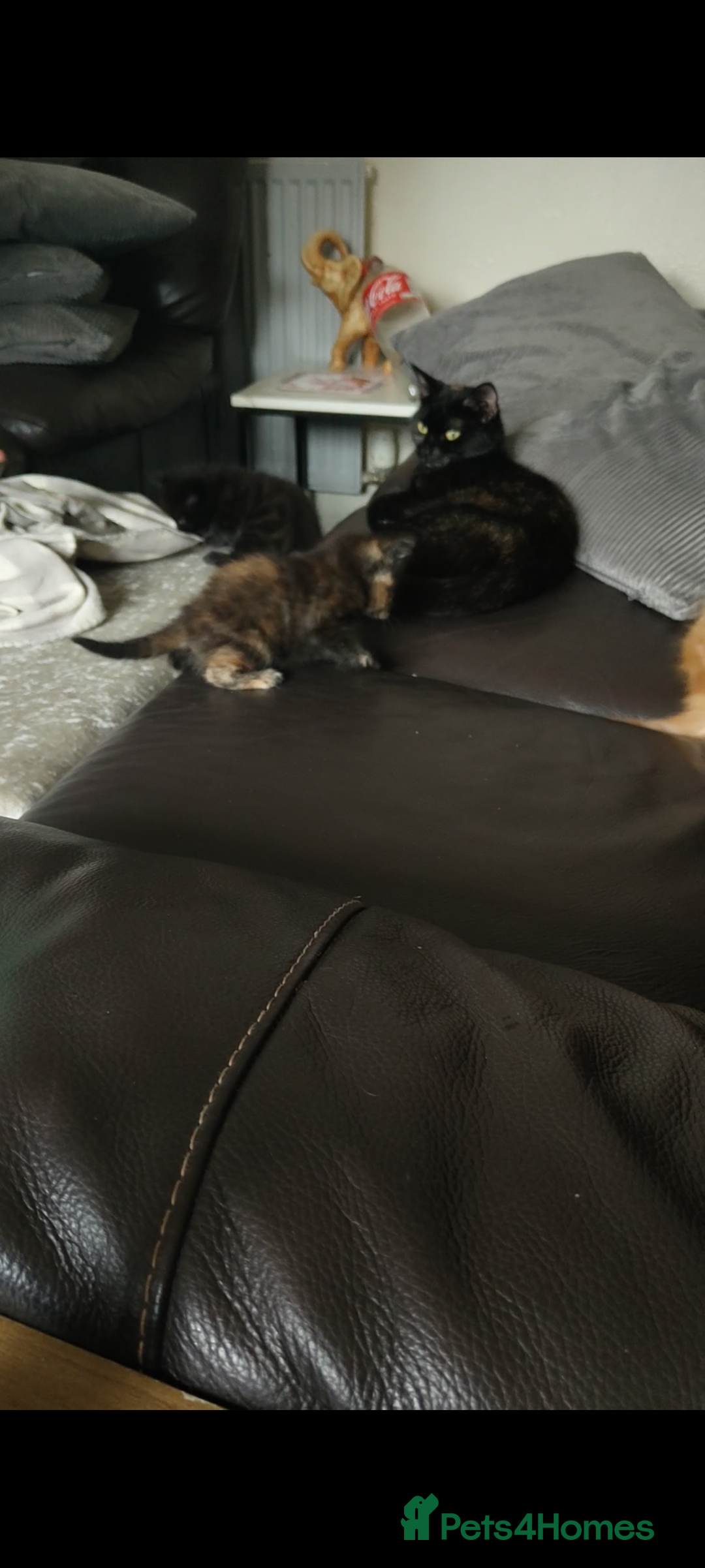 Mixed Breed cats for sale: I have 4 kittens  - Image 17