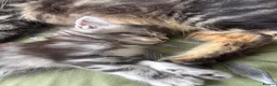 Maine Coon cats for sale: Gorgeous kittens ready soon - Advert 6