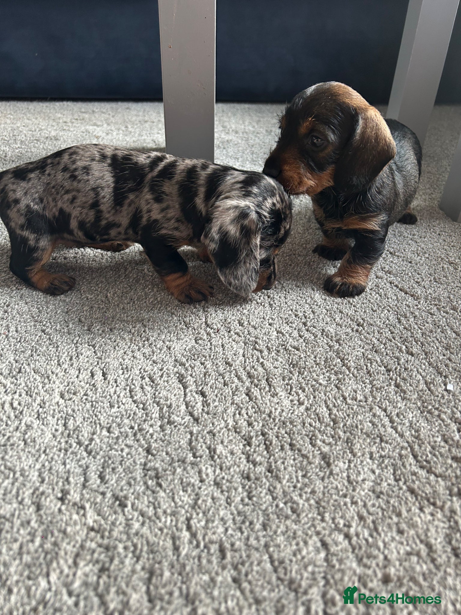 Dachshund dogs KC Wirehaired standard Dachshund puppies - Advert 2