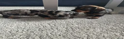 Dachshund dogs for sale: KC Wirehaired standard Dachshund puppies - Advert 2