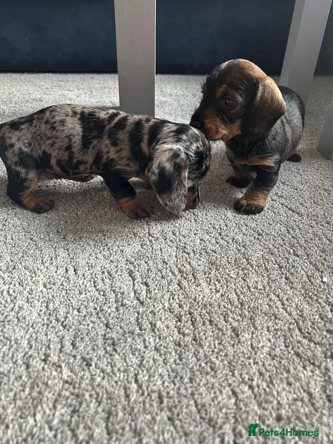 Dachshund dogs for sale: KC Wirehaired standard Dachshund puppies - Advert 2