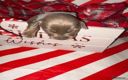 Chiweenie dogs for sale: Cheweenie - Image 34