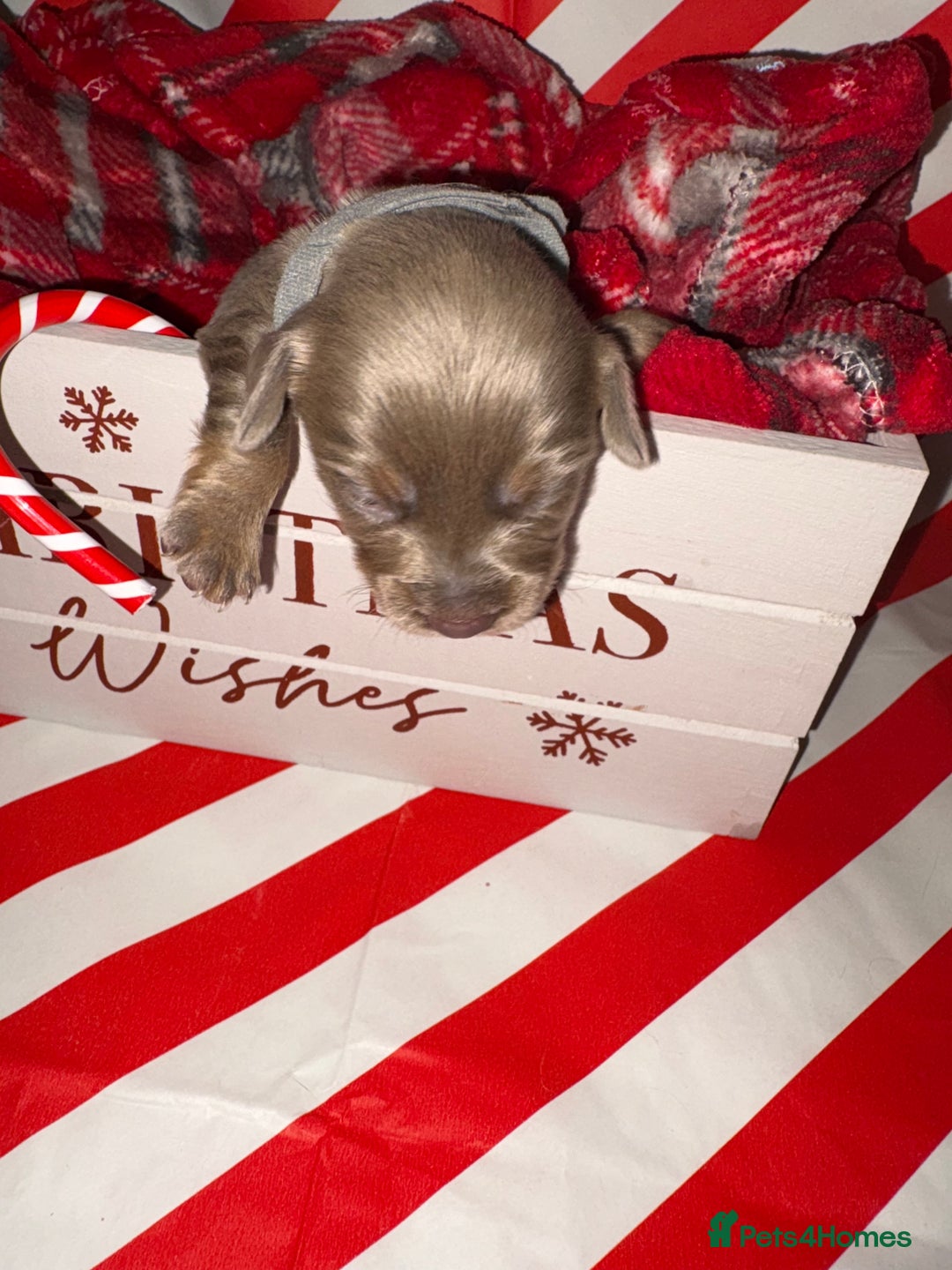 Chiweenie dogs for sale: Cheweenie - Image 34