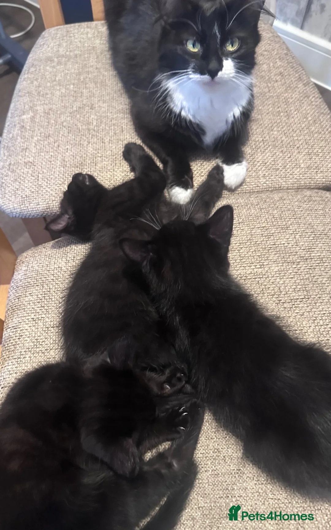 Mixed Breed cats for sale: Kittens ready to go now :) - Advert 2