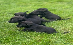 Labrador Retriever dogs for sale: Kc reg black working Labrador puppies  - Image 4