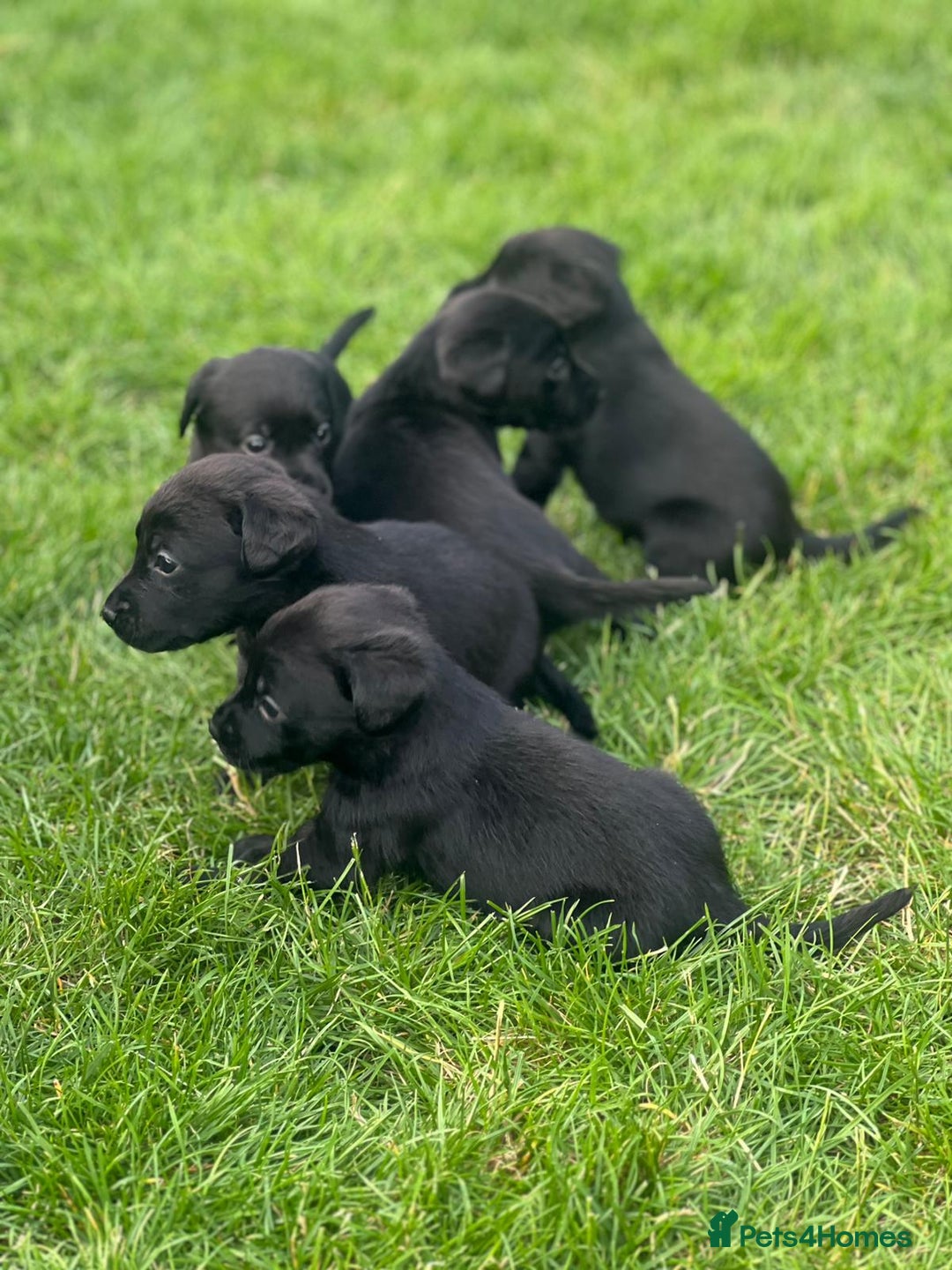 Labrador Retriever dogs for sale: Kc reg black working Labrador puppies  - Image 4