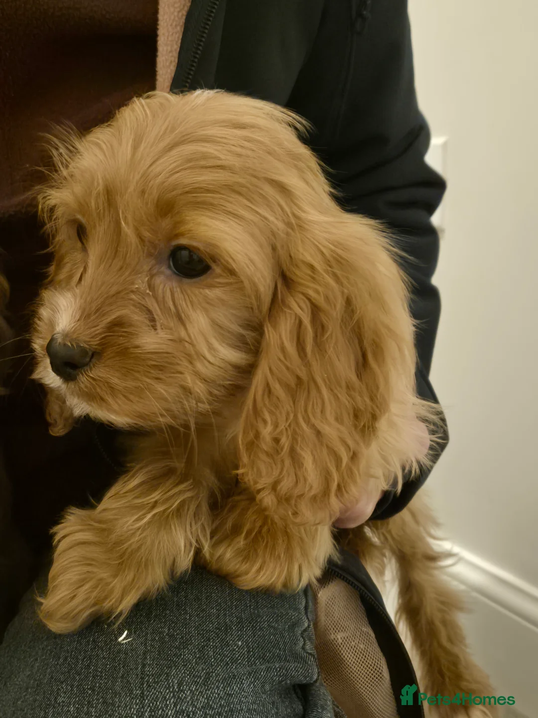 Cavapoo dogs for sale: Cavapoo - Advert 5