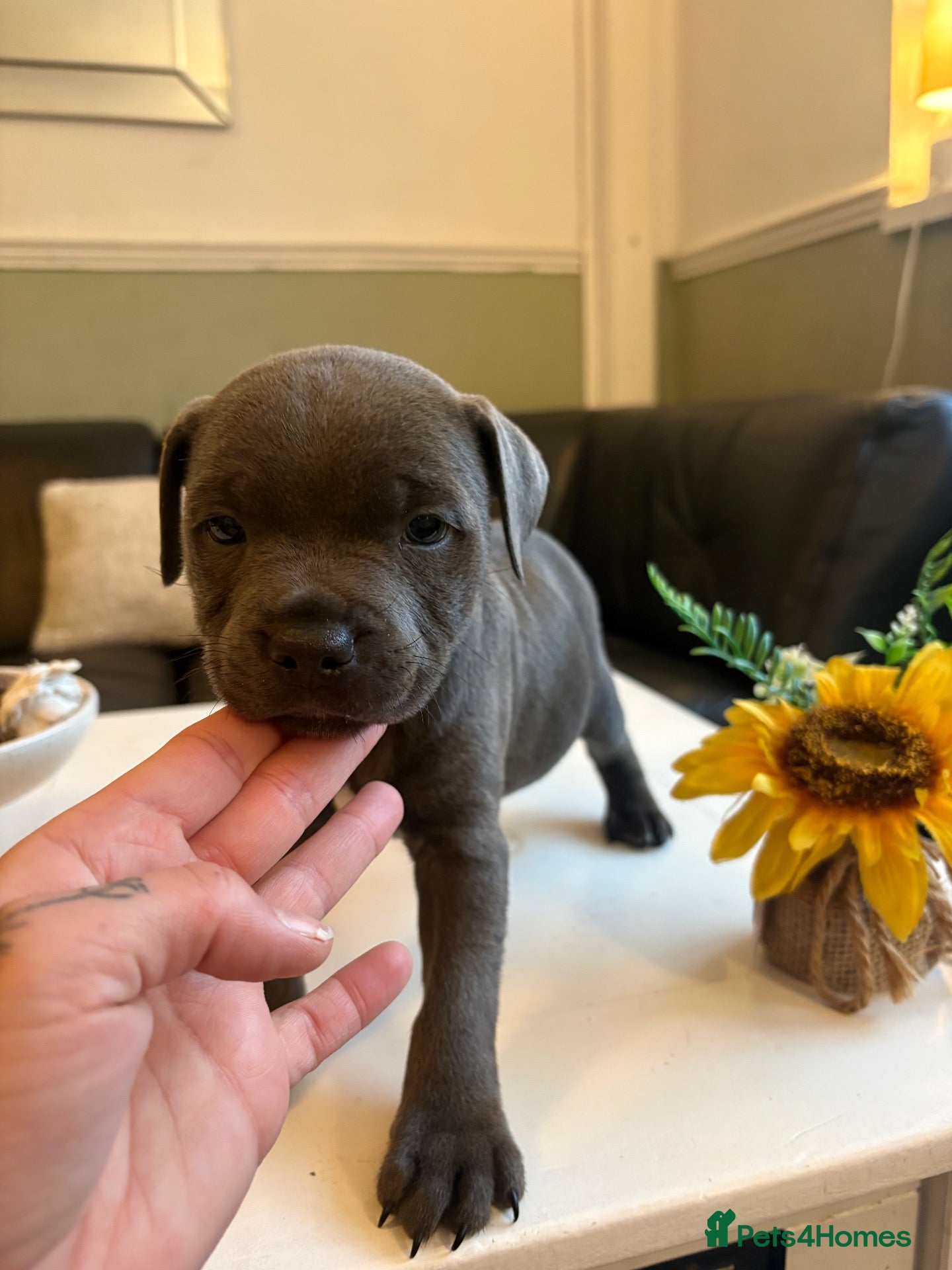 Staffordshire Bull Terrier dogs for sale: Blue Staff puppies ONE BOY LEFT  - Advert 11