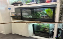 Gecko reptiles for sale: Eurydactylode babies for sale (chameleon geckos) - Image 4