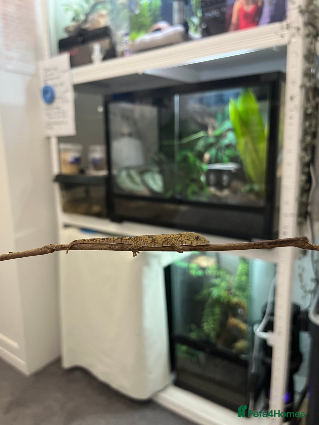 Gecko reptiles for sale: Eurydactylode babies for sale (chameleon geckos) - Image 4