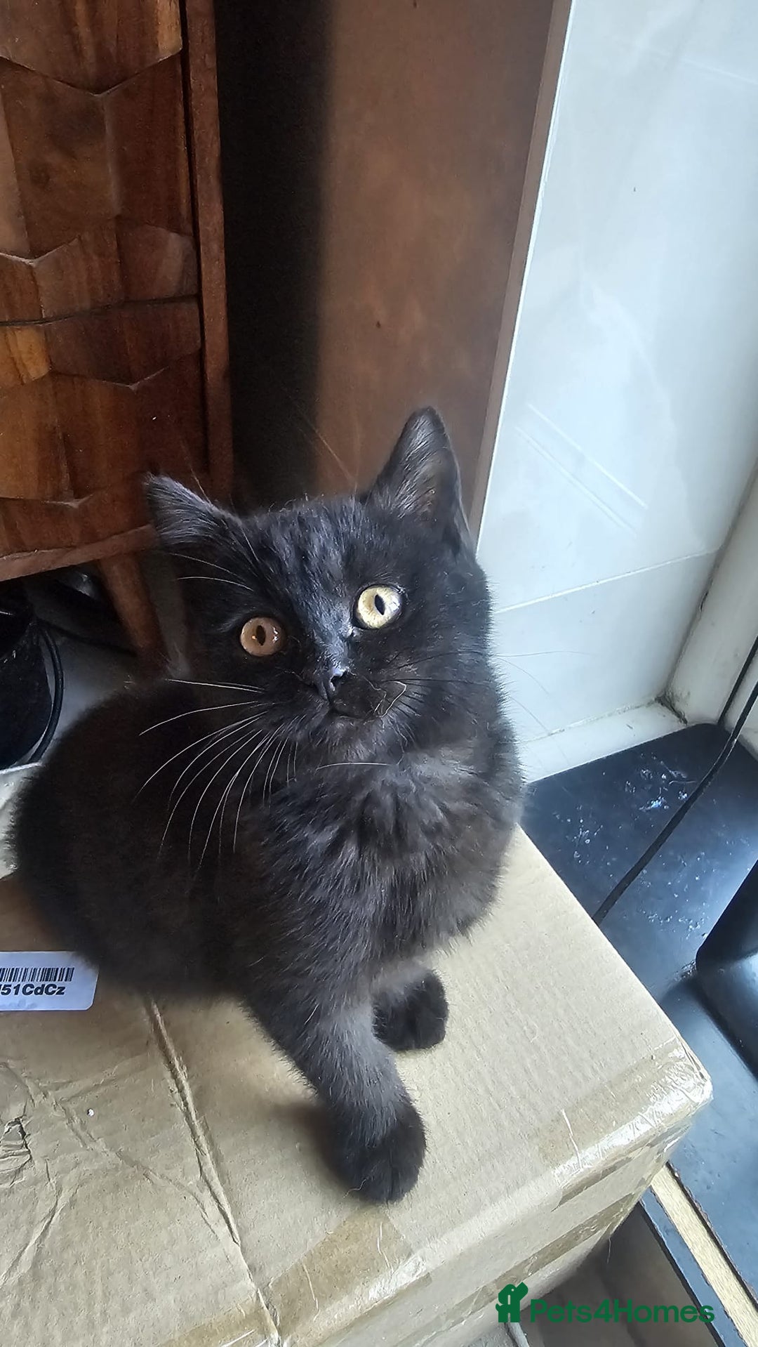 British Shorthair cats for sale: Gorgeous British Shorthair Kittens Ready Now! - Advert 12