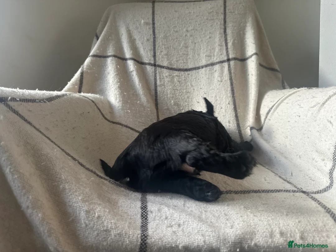 Cocker Spaniel dogs for sale: Working cocker spaniel puppies - Advert 12