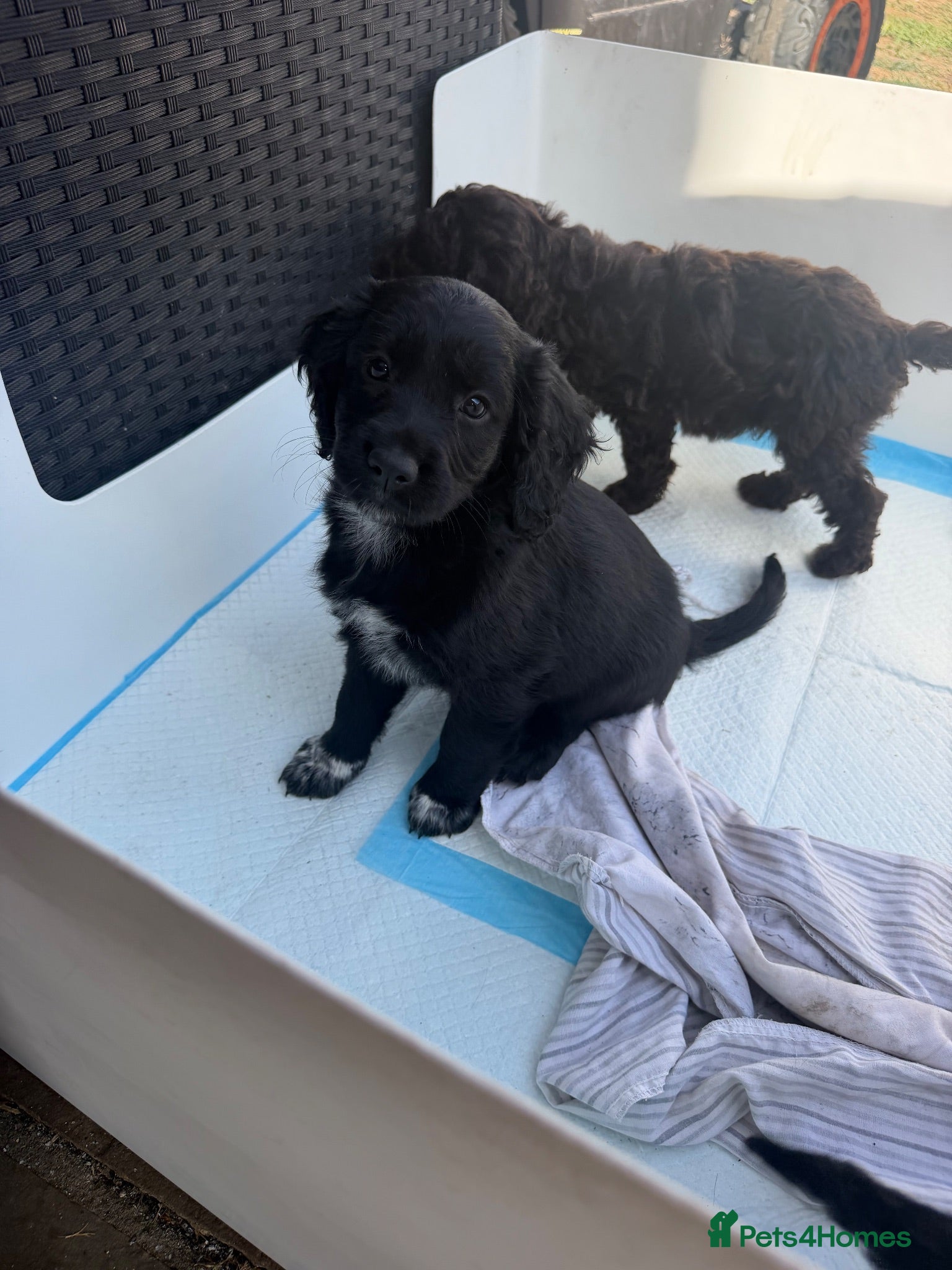 Cockapoo dogs LAST 2**Beautiful f1 cockapoos puppies  - Advert 5