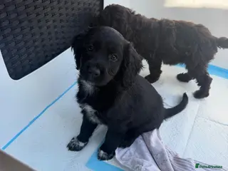 Cockapoo dogs LAST 2**Beautiful f1 cockapoos puppies - Advert 5