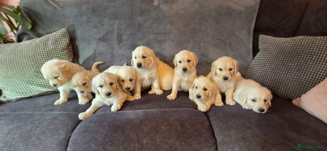 Goldendoodle dogs for sale: Goldendoodle retriever  - Image 2