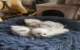 Scottish Fold cats for sale: Scottish Fold/Straight Kittens  - Image 16