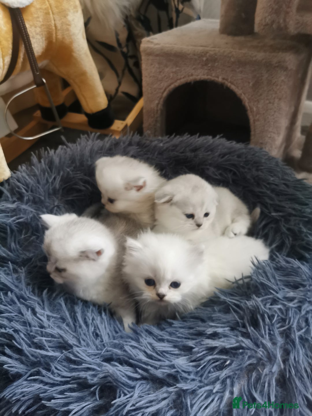 Scottish Fold cats for sale: Scottish Fold/Straight Kittens  - Image 16